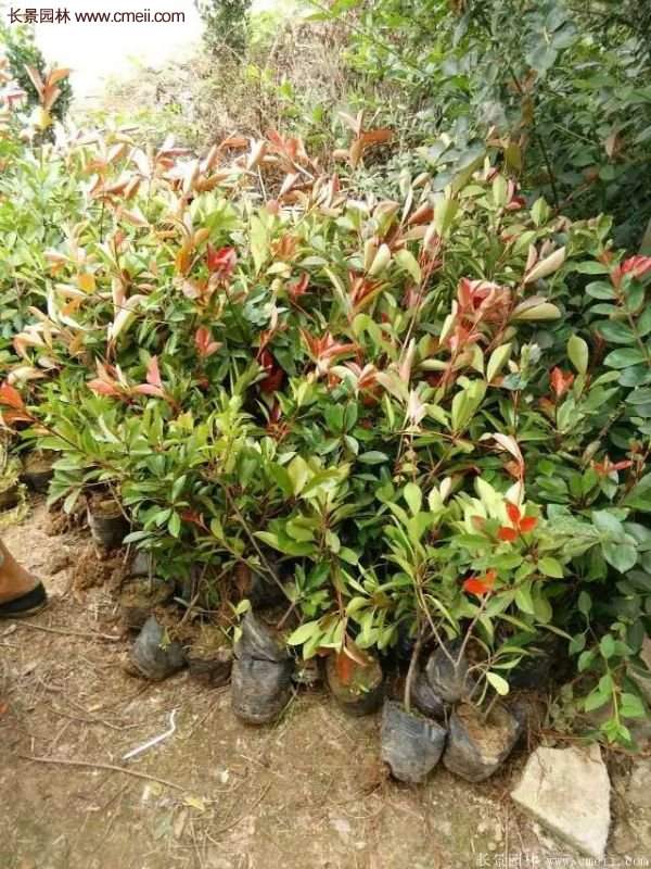 紅葉石楠的養護方法 紅葉石楠的養護方法
