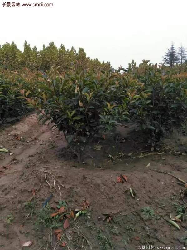 沭陽(yáng)基地紅葉石楠各種規(guī)格的價(jià)格表 沭陽(yáng)基地紅葉石楠各種規(guī)格的價(jià)格表