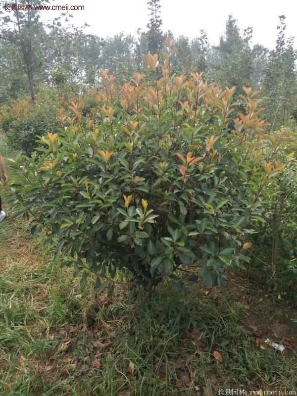 沭陽(yáng)基地紅葉石楠各種規(guī)格的價(jià)格表 沭陽(yáng)基地紅葉石楠各種規(guī)格的價(jià)格表