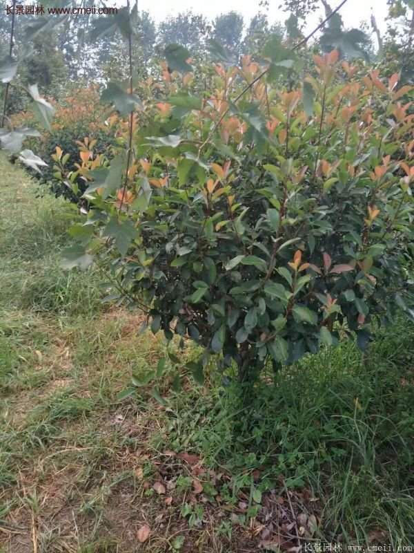 沭陽(yáng)基地紅葉石楠各種規(guī)格的價(jià)格表 沭陽(yáng)基地紅葉石楠各種規(guī)格的價(jià)格表