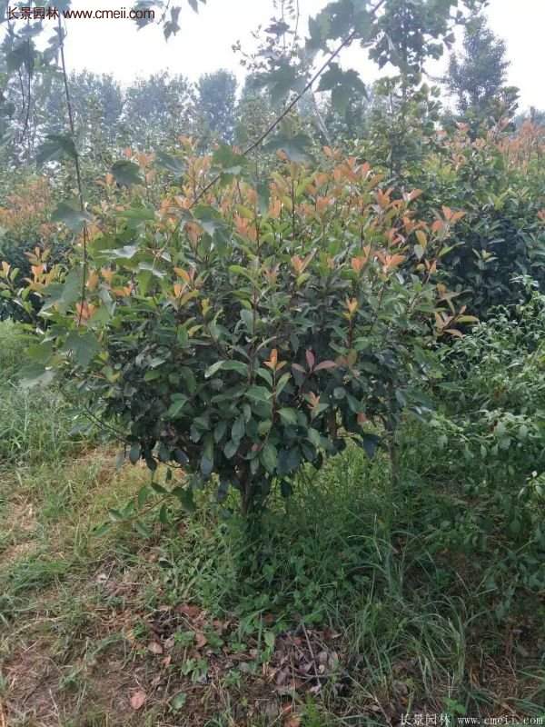 沭陽(yáng)基地紅葉石楠各種規(guī)格的價(jià)格表 沭陽(yáng)基地紅葉石楠各種規(guī)格的價(jià)格表