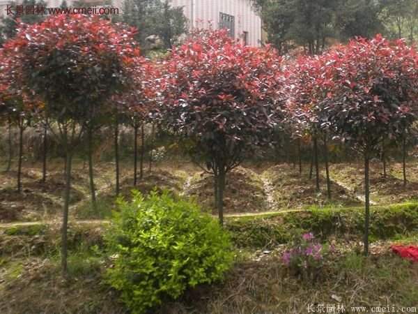 沭陽(yáng)基地紅葉石楠各種規(guī)格的價(jià)格表 沭陽(yáng)基地紅葉石楠各種規(guī)格的價(jià)格表