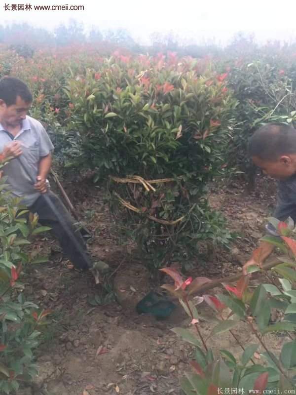沭陽(yáng)基地紅葉石楠各種規(guī)格的價(jià)格表 沭陽(yáng)基地紅葉石楠各種規(guī)格的價(jià)格表