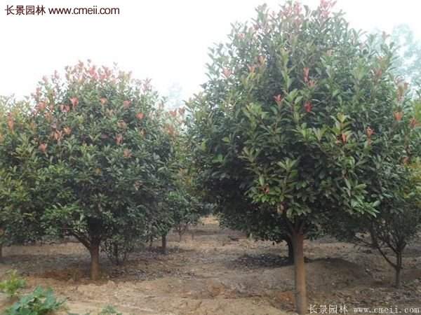 沭陽(yáng)基地紅葉石楠各種規(guī)格的價(jià)格表 沭陽(yáng)基地紅葉石楠各種規(guī)格的價(jià)格表