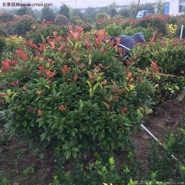 沭陽紅葉石楠基地 沭陽紅葉石楠基地