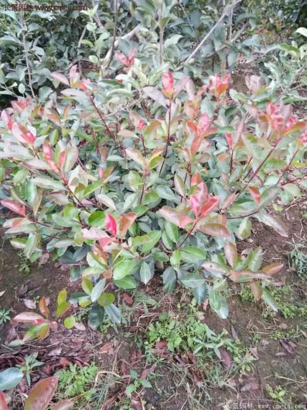 紅葉石楠基地 紅葉石楠基地