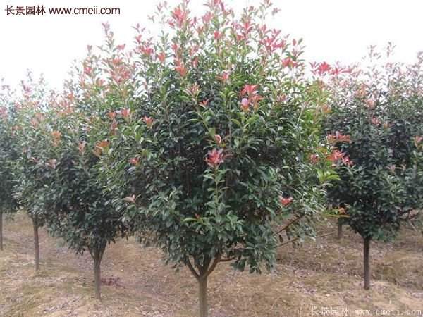 沭陽長景園林基地的紅葉石楠 沭陽長景園林基地的紅葉石楠