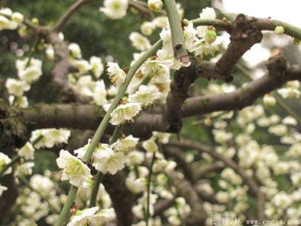綠梅