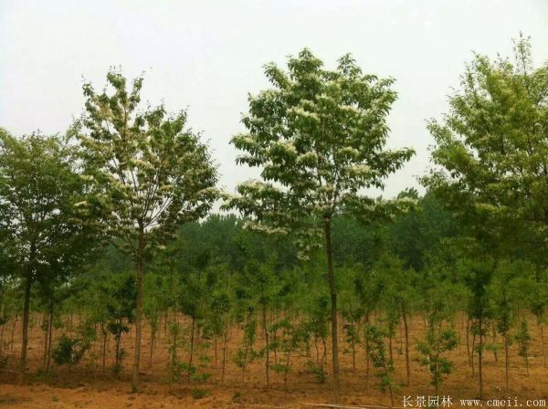 流蘇