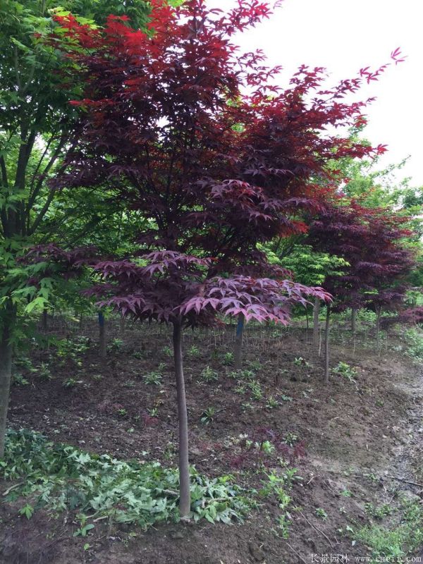 紅楓