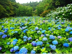 繡球花