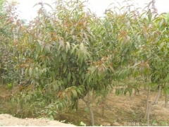 哪里有碧桃樹(shù)出售，最常用的規(guī)格多少錢(qián)一棵能