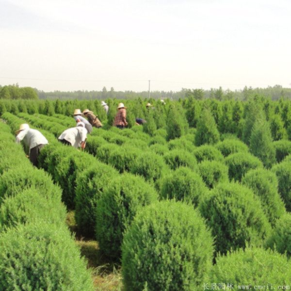 檜柏球圖片基地實(shí)拍 檜柏球圖片基地實(shí)拍