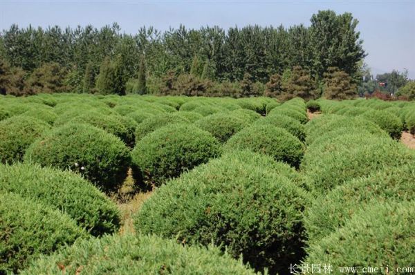 檜柏球圖片基地實(shí)拍 檜柏球圖片基地實(shí)拍