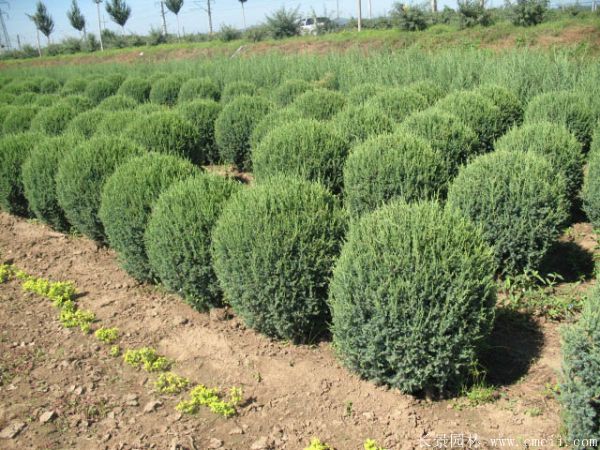 檜柏球圖片基地實(shí)拍 檜柏球圖片基地實(shí)拍