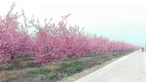 垂絲海棠圖片基地實拍
