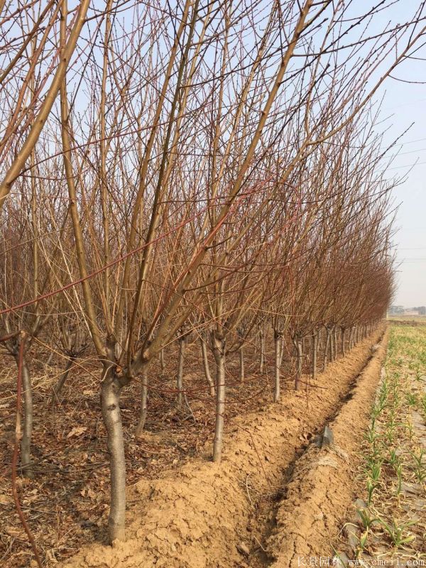 綠梅圖片基地實(shí)拍