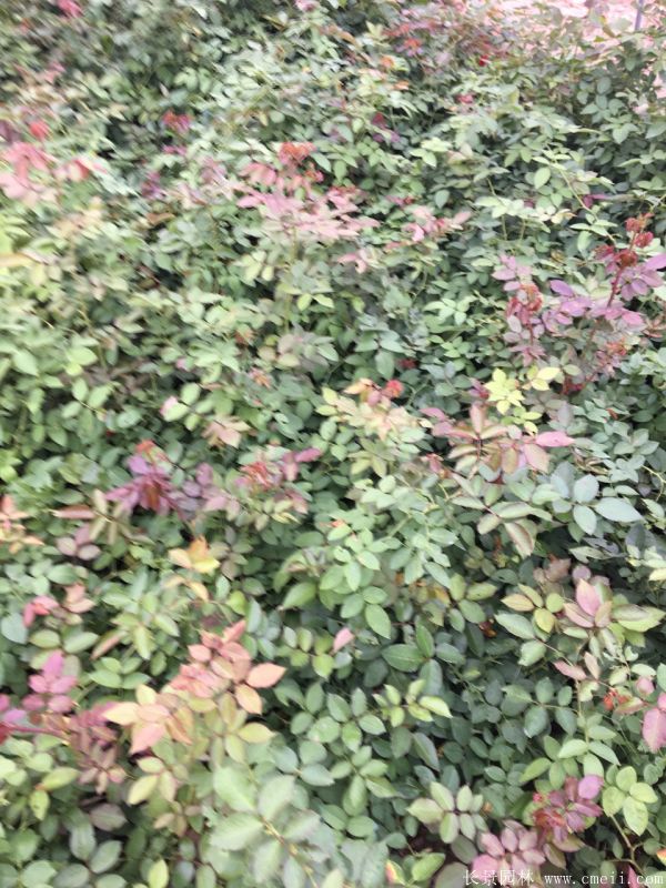 微型月季圖片基地實拍 微型月季圖片基地實拍