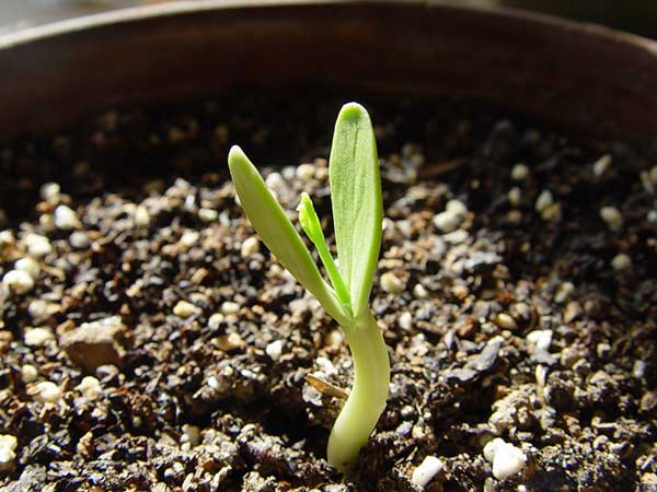 合歡種子發芽率圖片