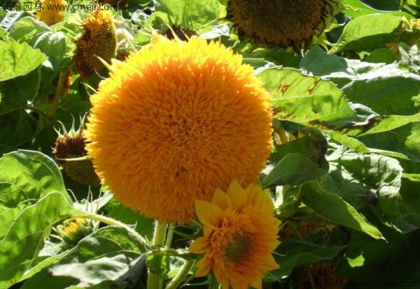 迷你向日葵 迷你向日葵