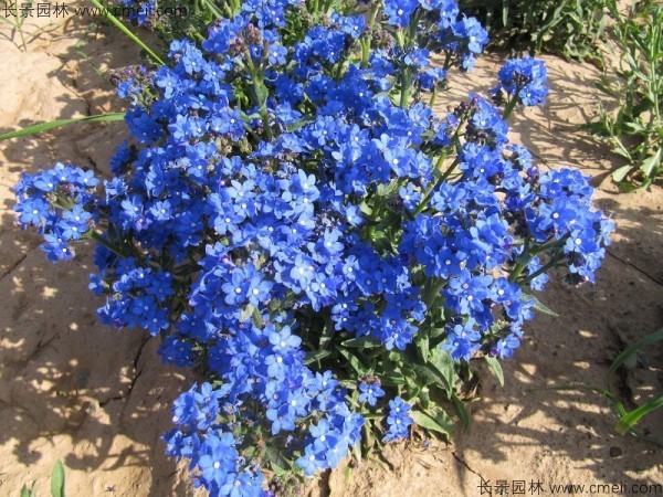 南非牛舌草 南非牛舌草