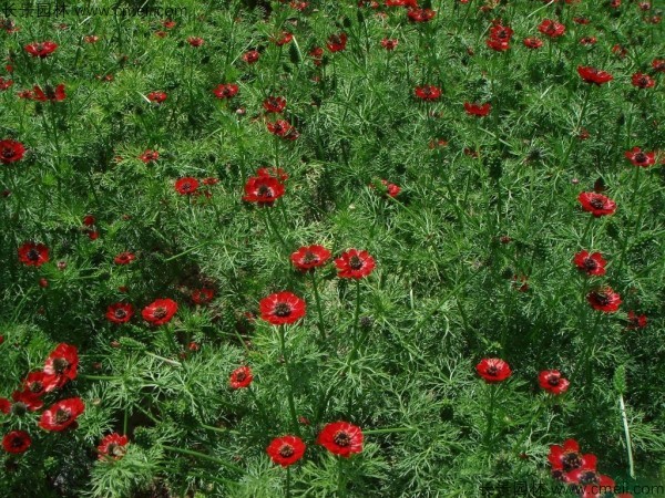 福壽花種子發芽出苗開花圖片