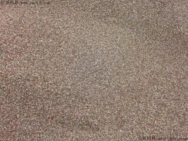 加拿大美女櫻種子圖片