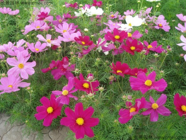 格?；ǚN子發(fā)芽出苗開(kāi)花圖片