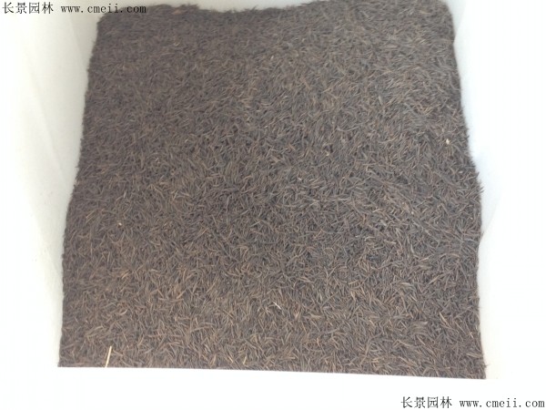 格?；ǚN子圖片