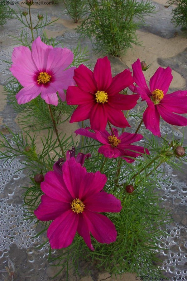 格?；ǚN子發(fā)芽出苗開(kāi)花圖片