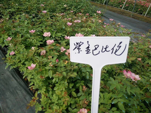 紫金巴比倫