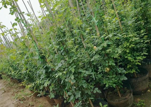 沭陽歐月基地