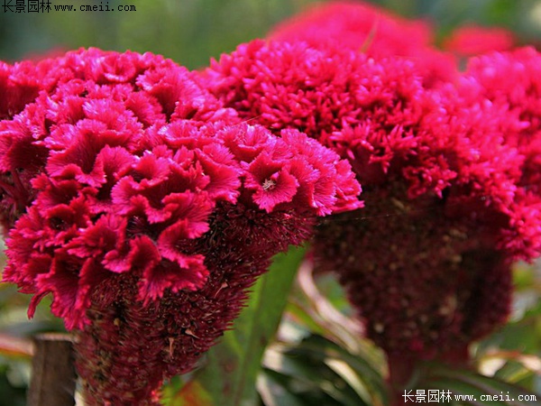 藥用雞冠花 藥用雞冠花