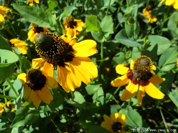 草原松果菊 草原松果菊