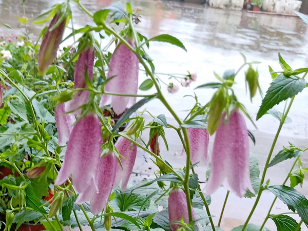 風鈴草