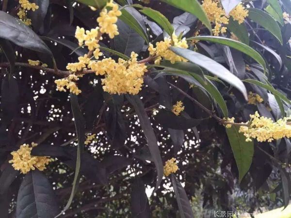 桂花樹圖片桂花樹基地實拍