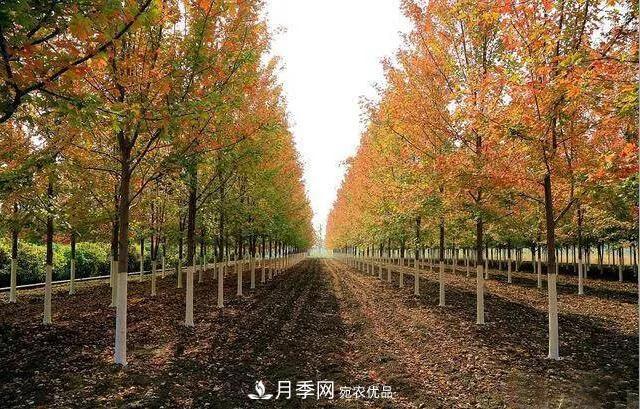 值得收藏！這些全國著名苗木產地你知道幾個？