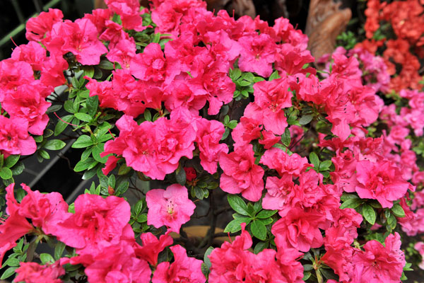 杜鵑花.jpg