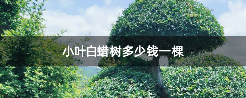 小葉白蠟樹(shù)多少錢一棵