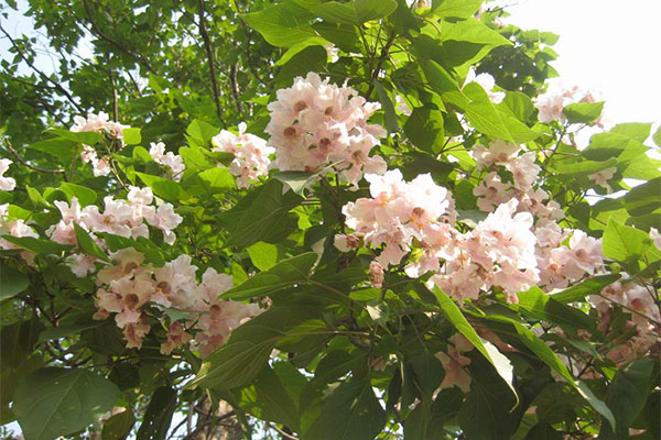 楸樹2.jpg