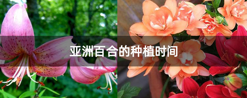 亞洲百合的種植時間