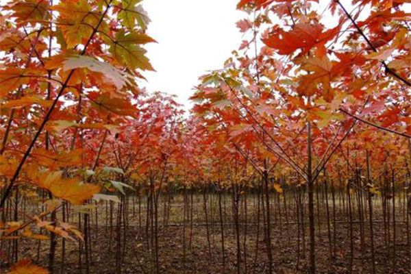 美國紅楓2.jpg