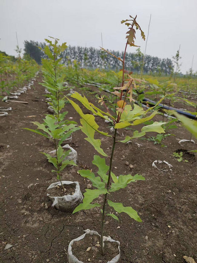 娜塔櫟種植后幾天發(fā)芽?娜塔櫟移栽技術(shù)