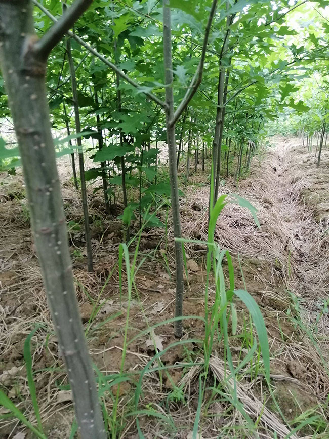 娜塔櫟小苗如何種植?娜塔櫟種植技術