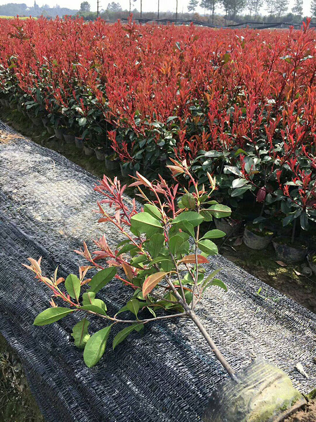 紅葉石楠球冬季如何防護?紅葉石楠冬季養護方法