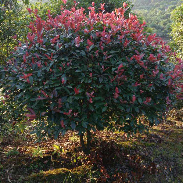紅葉石楠