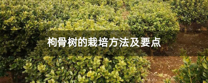 枸骨樹的栽培方法及要點(diǎn)