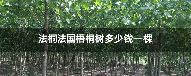 法桐法國(guó)梧桐樹多少錢一棵