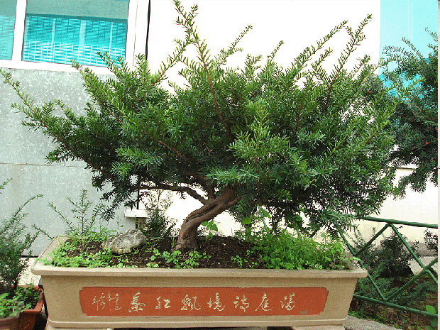 紅豆杉22.jpg