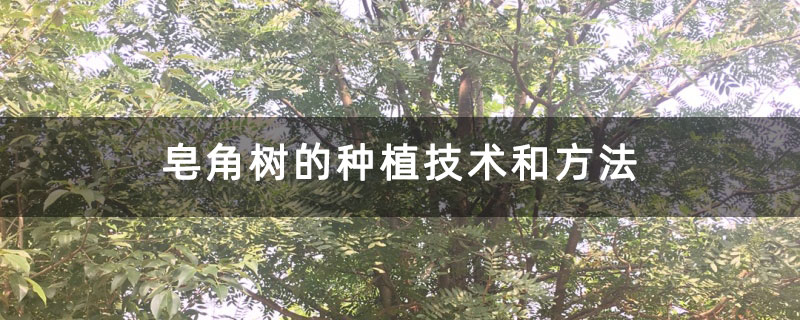 皂角樹的種植技術(shù)和方法